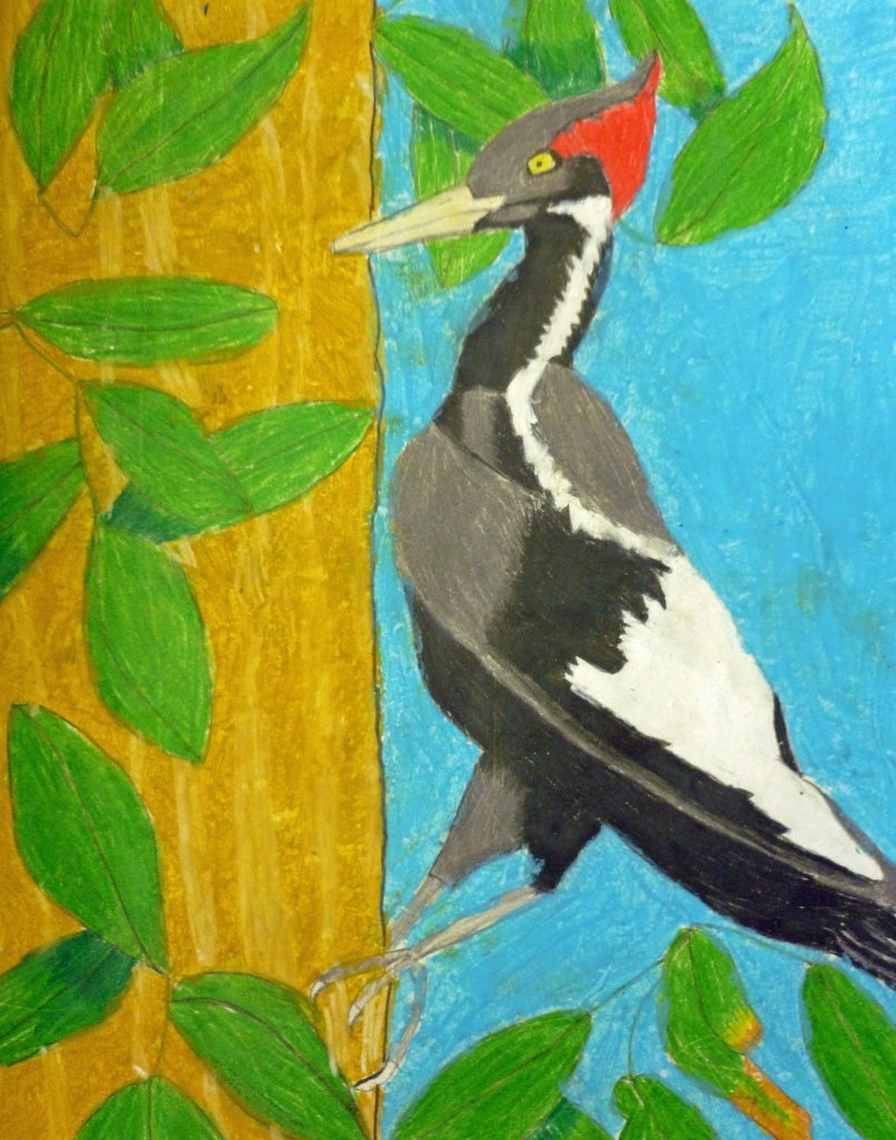2nd Grade 2nd Place. 'Ivory-billed Woodpecker' by Akshay Medidi from Parkmont Elementary School. Image courtesy US Fish and Wildlife Service.